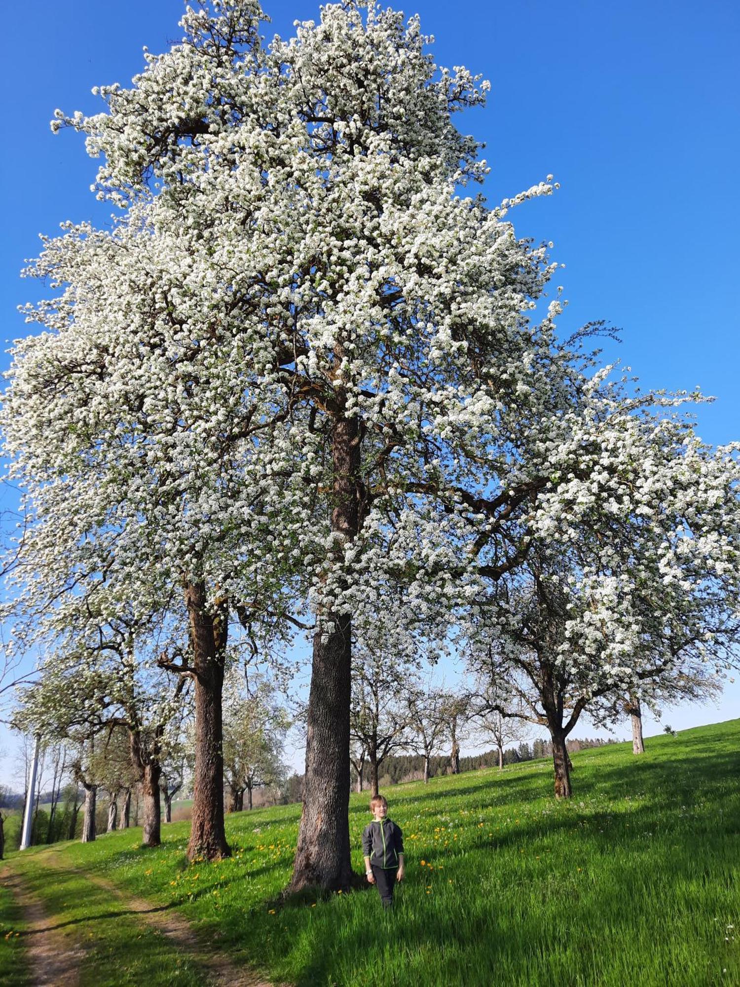 Ferienwohnung Pusteblume Neukirch  Εξωτερικό φωτογραφία